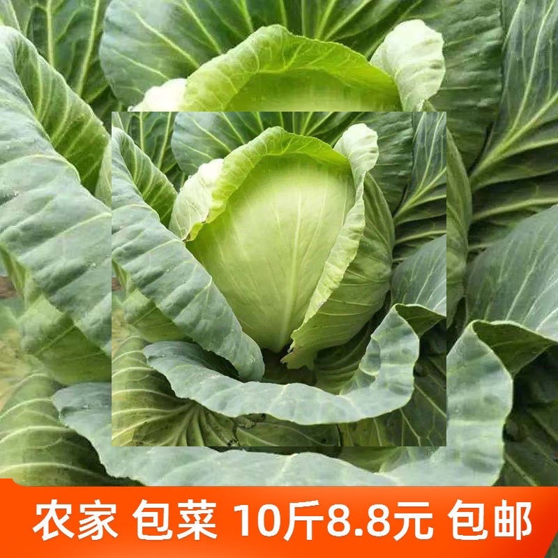 《推荐》甘蓝圆包菜陕西圆包菜三元甘蓝（包菜）