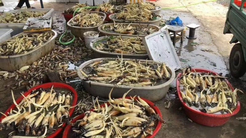 马踏湖水果藕，鲜藕尖。一手货源。支持一件代发