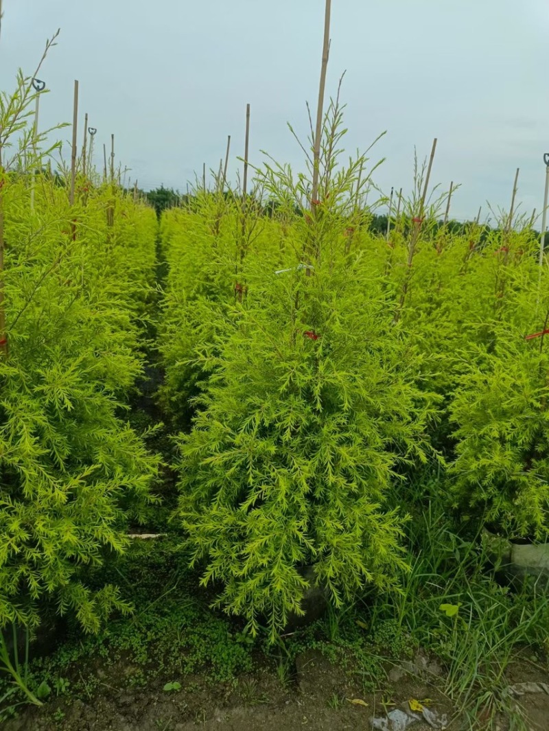 黄金香柳各种规格基地大量现货供应，欢迎各位客户咨询