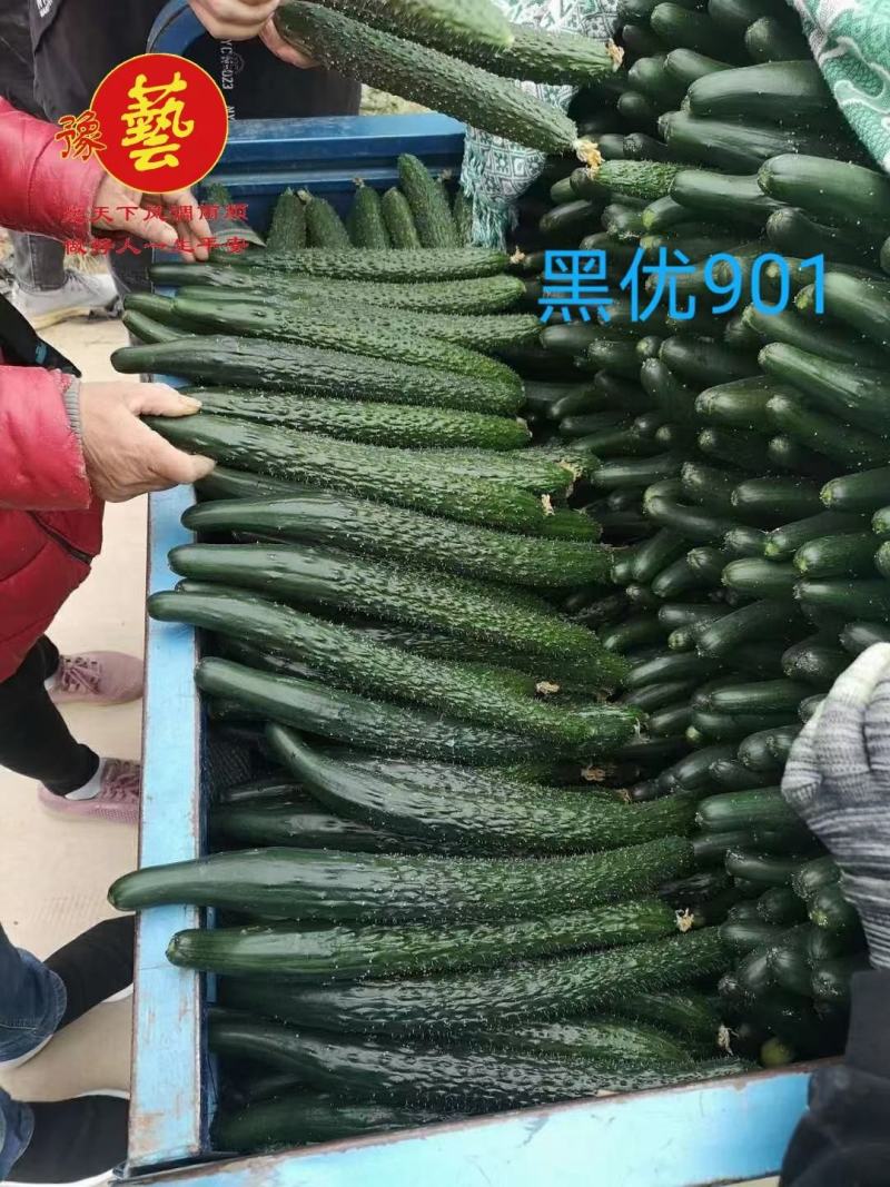 黑优901黄瓜种子抗病性好坐果多易管理商品性强绿肉脆甜