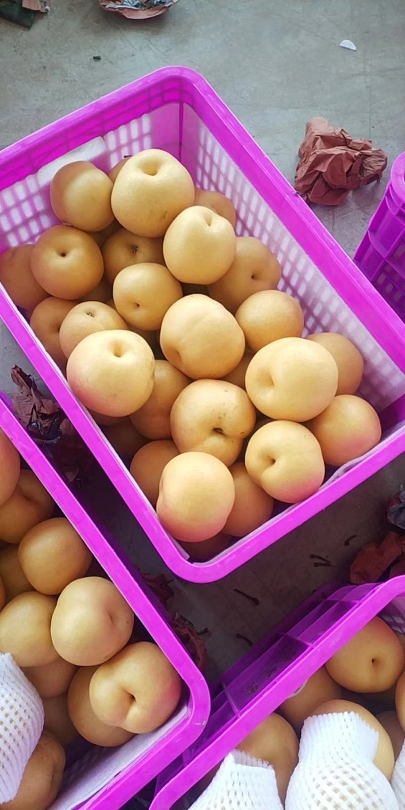 山东丰水梨7月上旬陆续采摘上市