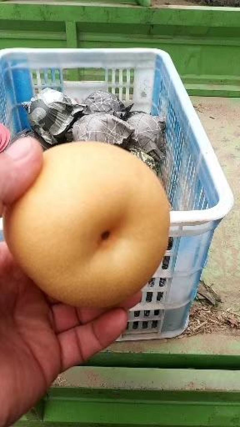 山东丰水梨7月上旬陆续采摘上市