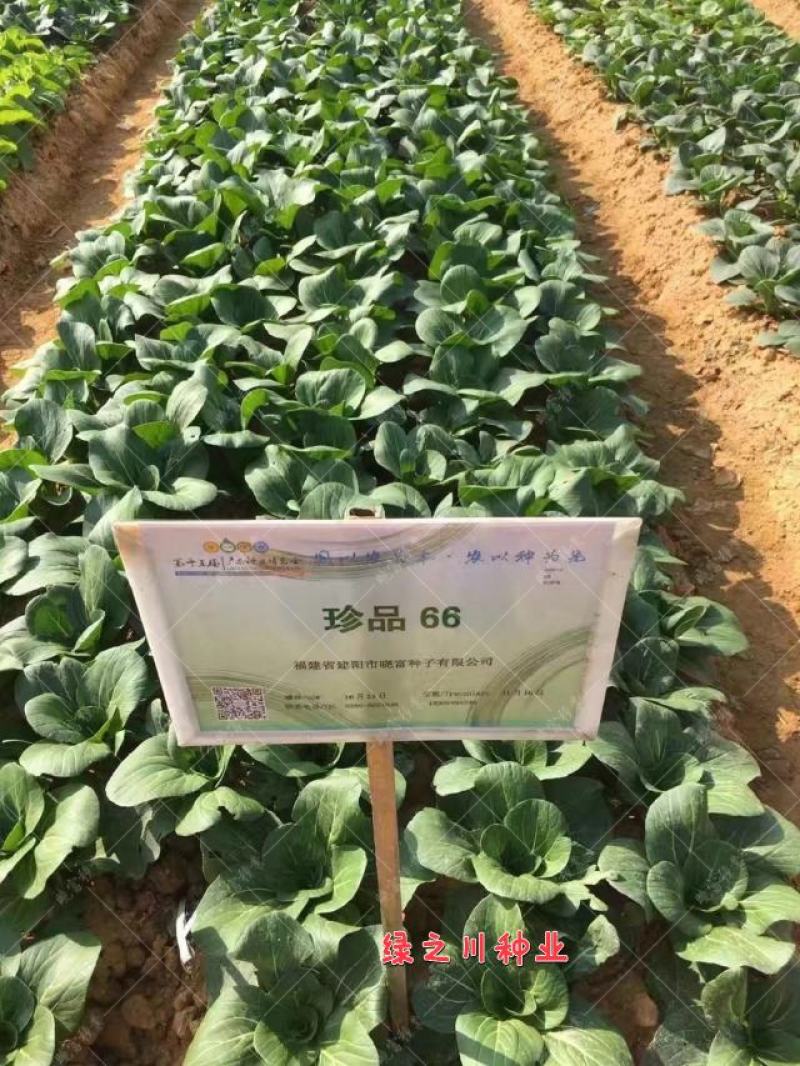 基地优选菜农专用青梗菜种子晓富珍品66耐雨性强甜嫩好吃