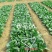 基地优选菜农专用青梗菜种子晓富珍品66耐雨性强甜嫩好吃