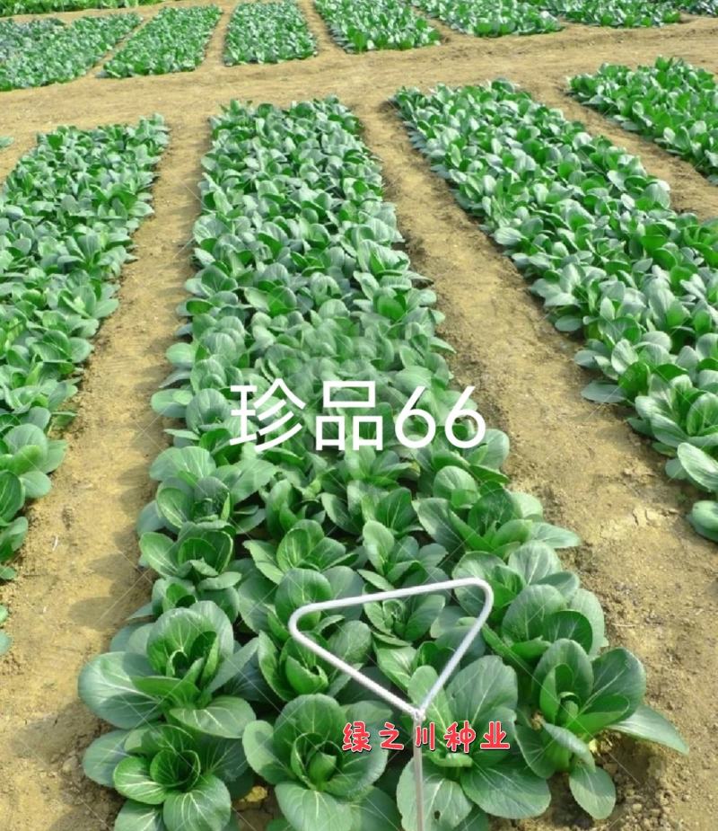 基地优选菜农专用青梗菜种子晓富珍品66耐雨性强甜嫩好吃