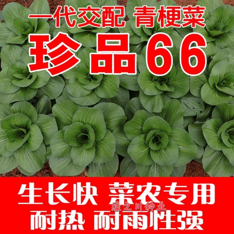 基地优选菜农专用青梗菜种子晓富珍品66耐雨性强甜嫩好吃