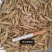 无杂质产地直发麦冬保质保量品质有保障