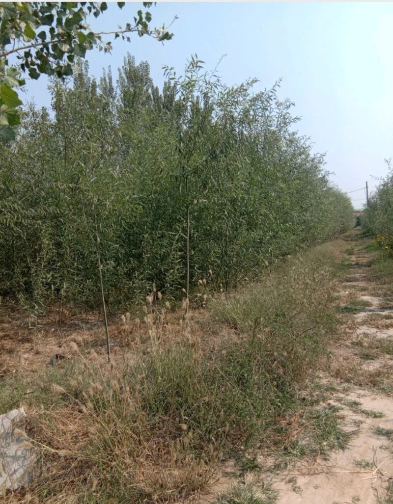 金蝉养殖专用柳树苗，抗虫，抗病，根系发达