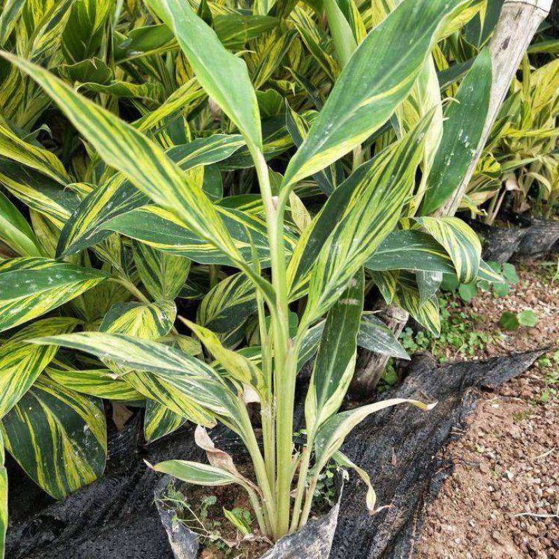 花叶良姜艳山姜绿化庭院阳台四季观叶开花植物室外盆栽花苗