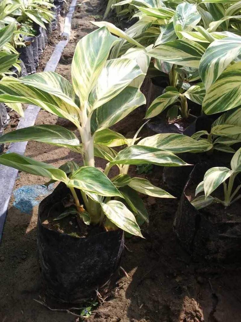 花叶良姜艳山姜绿化庭院阳台四季观叶开花植物室外盆栽花苗