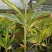 花叶良姜艳山姜绿化庭院阳台四季观叶开花植物室外盆栽花苗