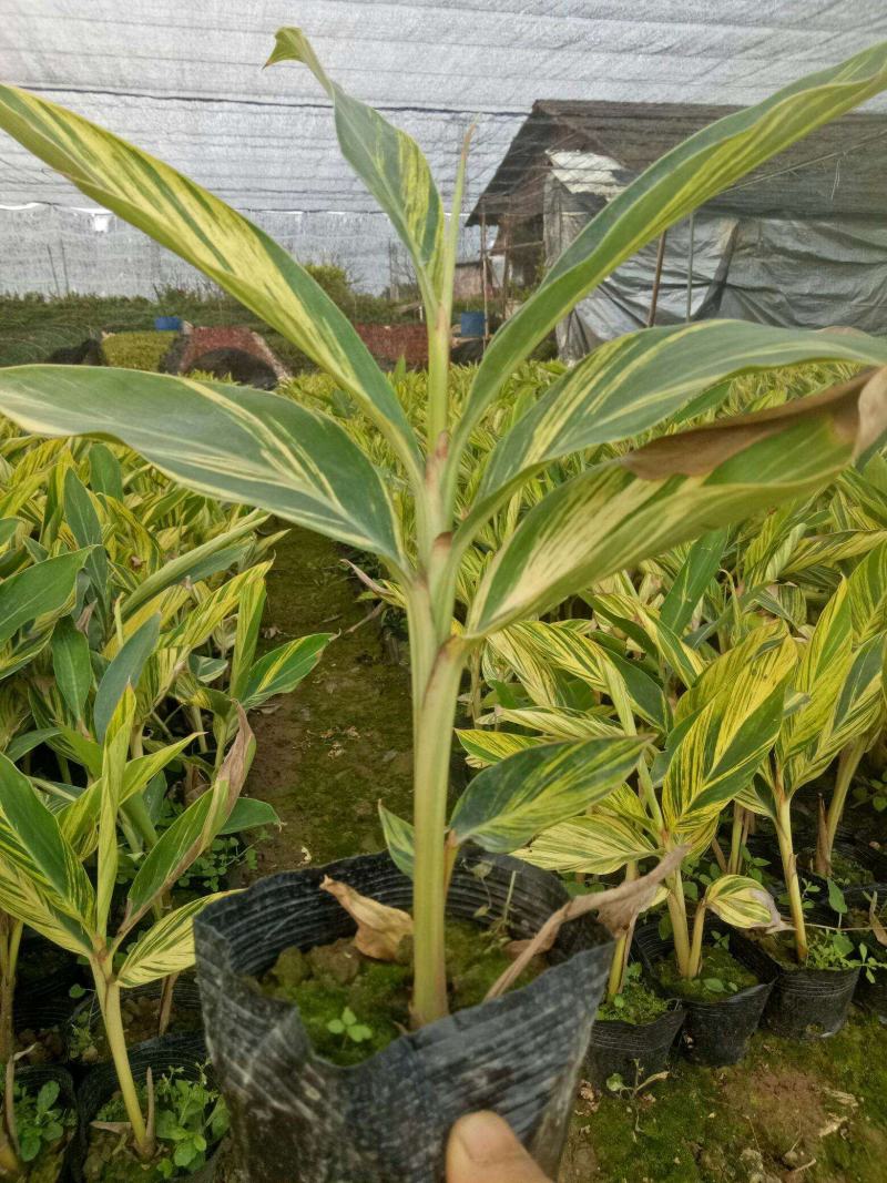 花叶良姜艳山姜绿化庭院阳台四季观叶开花植物室外盆栽花苗