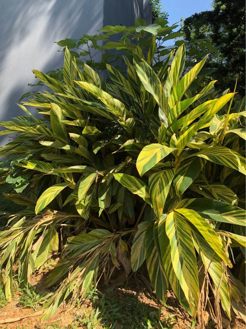 花叶良姜艳山姜绿化庭院阳台四季观叶开花植物室外盆栽花苗