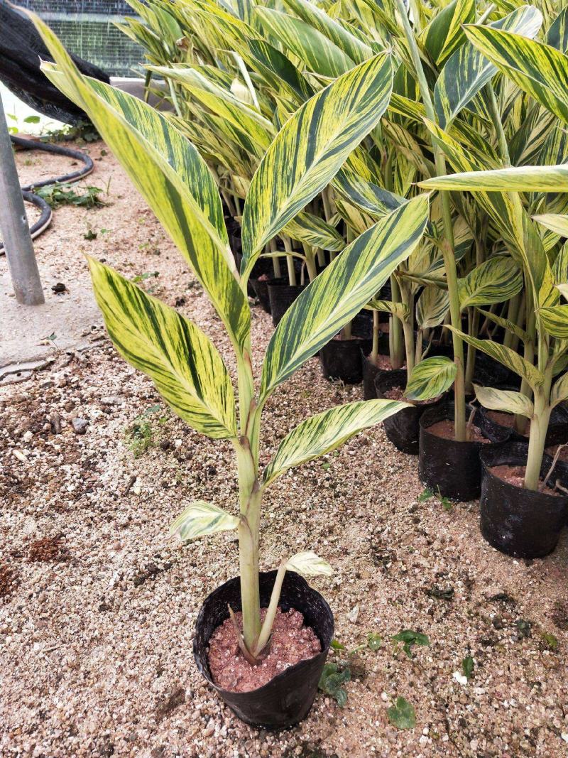 花叶良姜艳山姜绿化庭院阳台四季观叶开花植物室外盆栽花苗