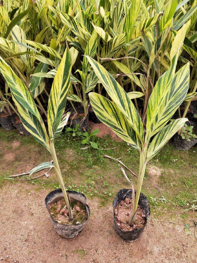 花叶良姜艳山姜绿化庭院阳台四季观叶开花植物室外盆栽花苗