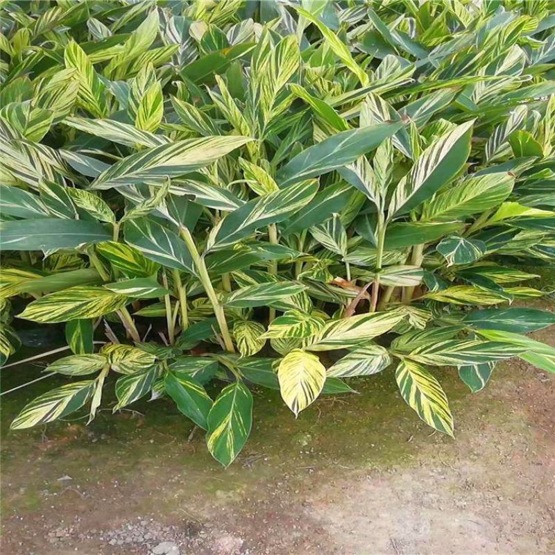 花叶良姜艳山姜绿化庭院阳台四季观叶开花植物室外盆栽花苗