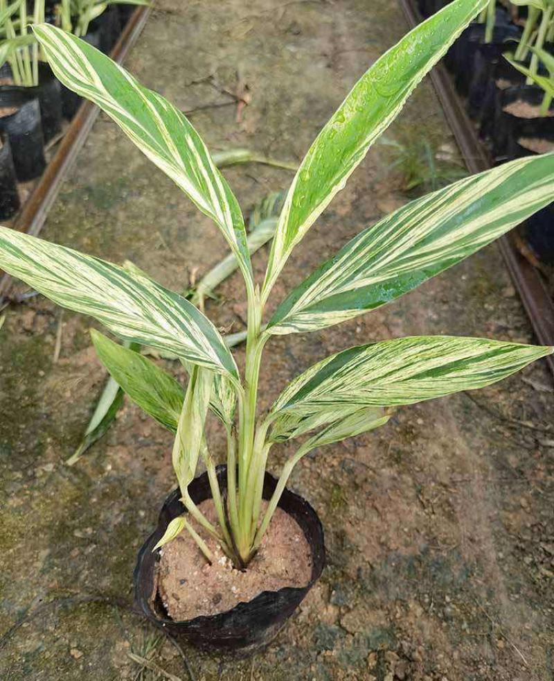 花叶良姜艳山姜绿化庭院阳台四季观叶开花植物室外盆栽花苗