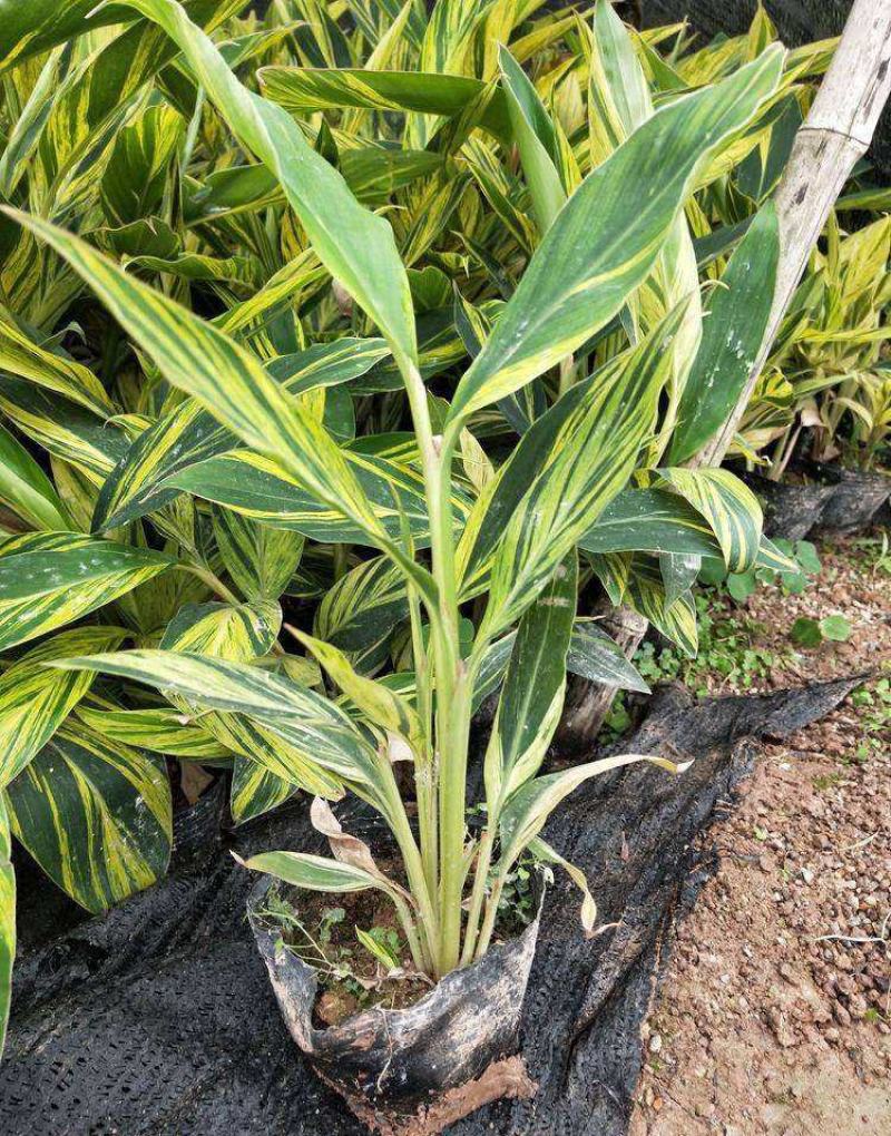 花叶良姜艳山姜绿化庭院阳台四季观叶开花植物室外盆栽花苗