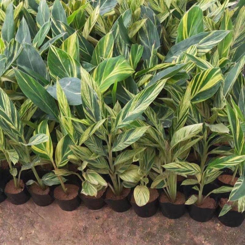 花叶良姜艳山姜绿化庭院阳台四季观叶开花植物室外盆栽花苗