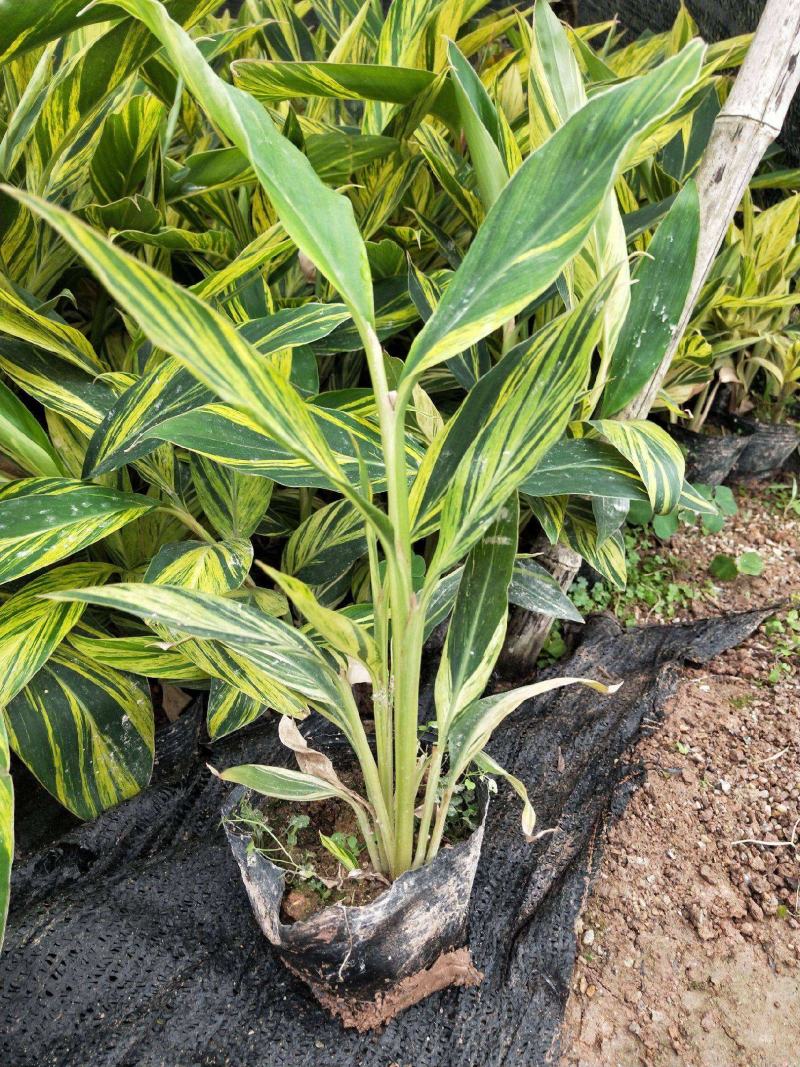 花叶良姜艳山姜绿化庭院阳台四季观叶开花植物室外盆栽花苗