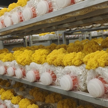 金耳菌包厂家出售，价格低，质量好，量大从优