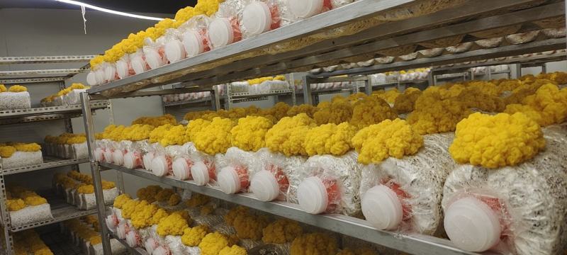 金耳菌包厂家出售，价格低，质量好，量大从优