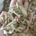 （知母）知母片毛知母祥泰药材栈中药材批发零售量多从优实