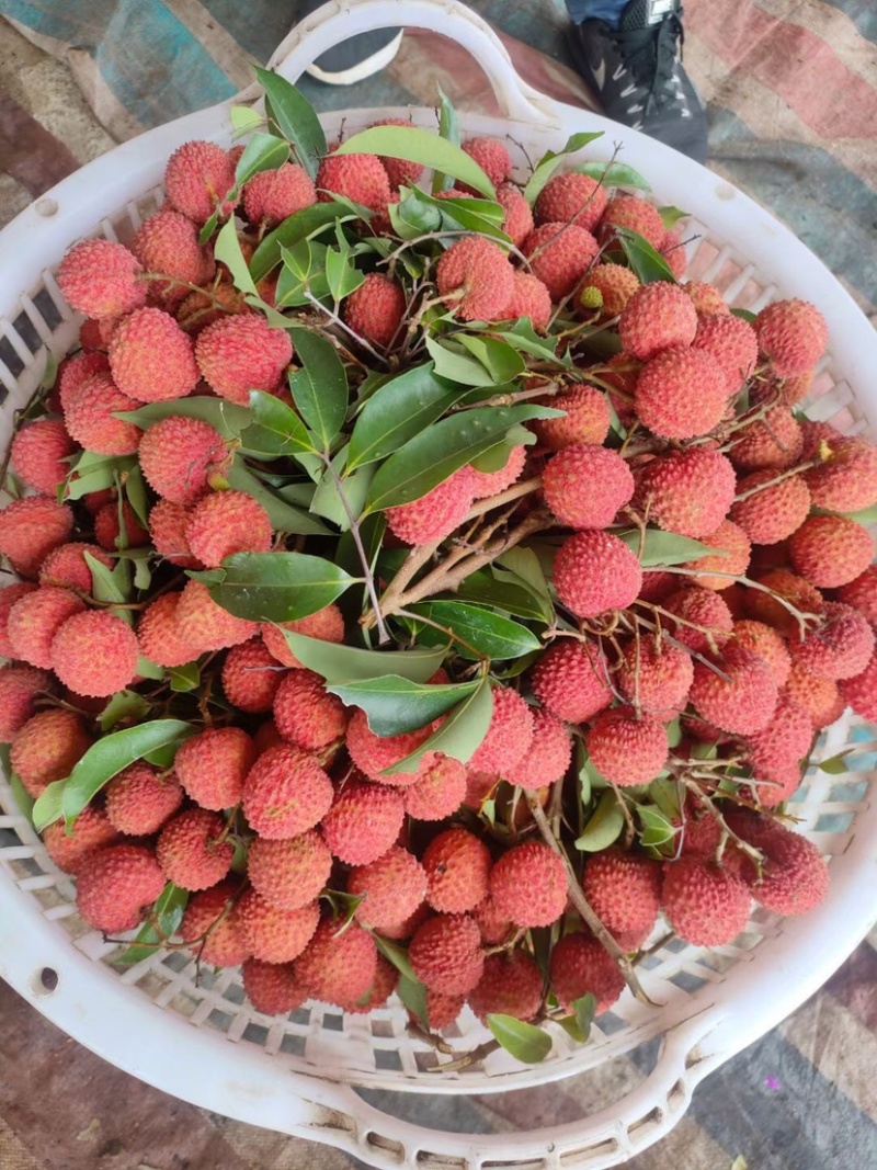 桂味荔枝大量上市，小籽，无水印无鸭头绿，一级果