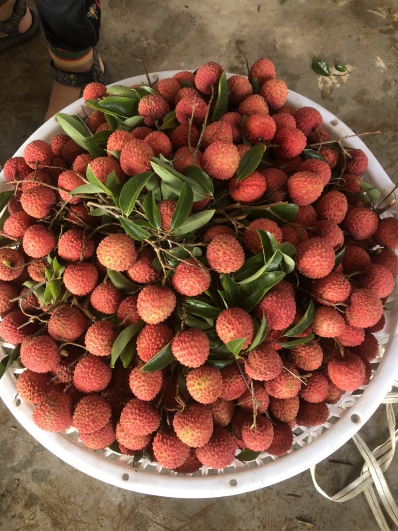 桂味荔枝大量上市，小籽，无水印无鸭头绿，一级果