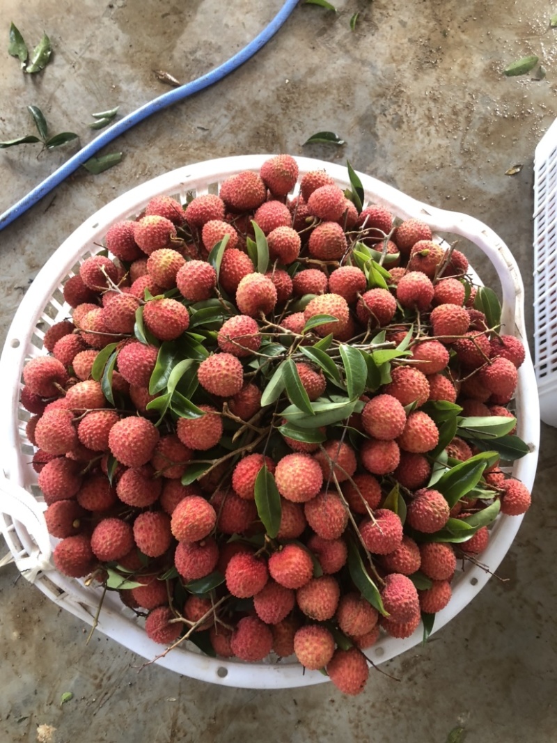 桂味荔枝大量上市，小籽，无水印无鸭头绿，一级果