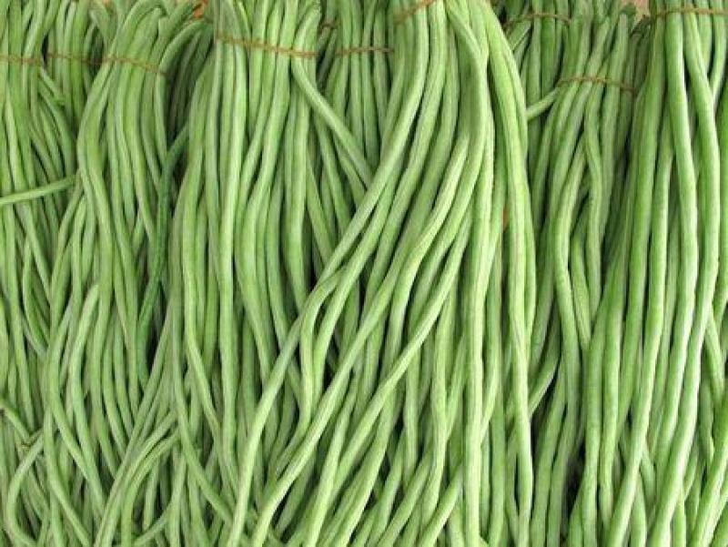 珍玉绿秀六号豆角种子结荚能力强荚条均匀深绿条8000斤