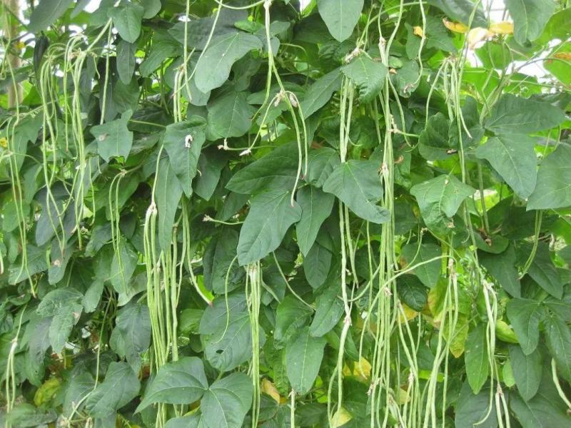 珍玉绿秀六号豆角种子结荚能力强荚条均匀深绿条8000斤