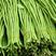 珍玉绿秀六号豆角种子结荚能力强荚条均匀深绿条8000斤