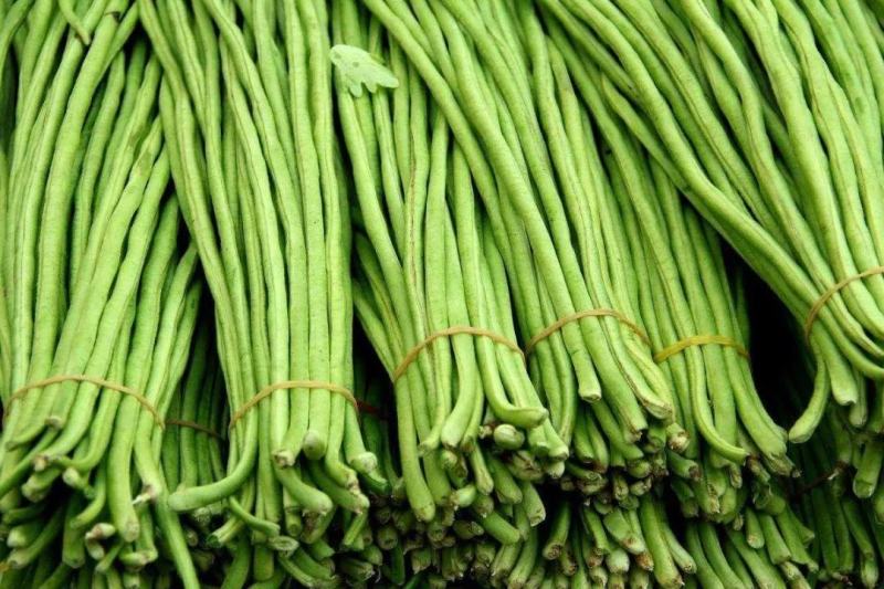 珍玉绿秀六号豆角种子结荚能力强荚条均匀深绿条8000斤
