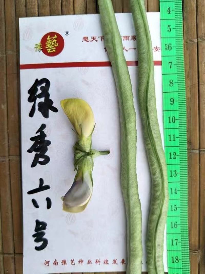 珍玉绿秀六号豆角种子结荚能力强荚条均匀深绿条8000斤