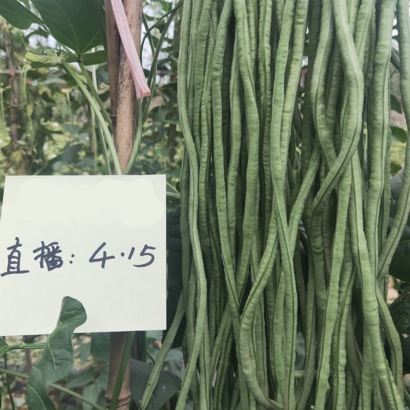 珍玉绿秀六号豆角种子结荚能力强荚条均匀深绿条8000斤