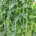 珍玉绿秀六号豆角种子结荚能力强荚条均匀深绿条8000斤