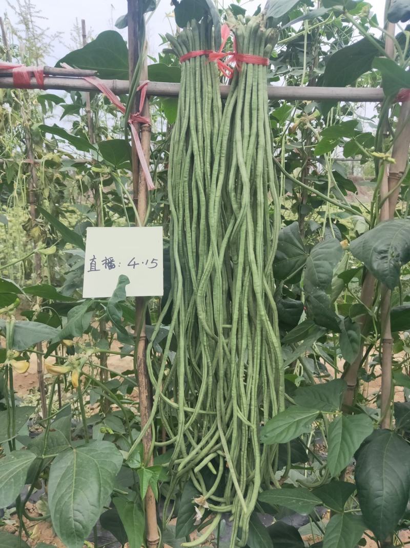 珍玉绿秀六号豆角种子结荚能力强荚条均匀深绿条8000斤