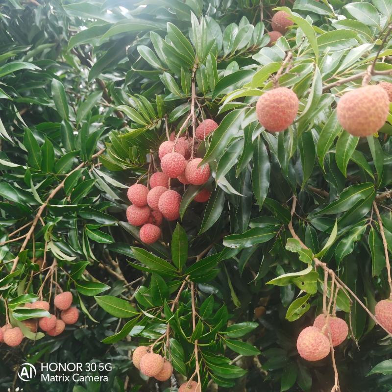 荔枝，