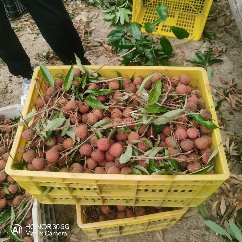 荔枝，