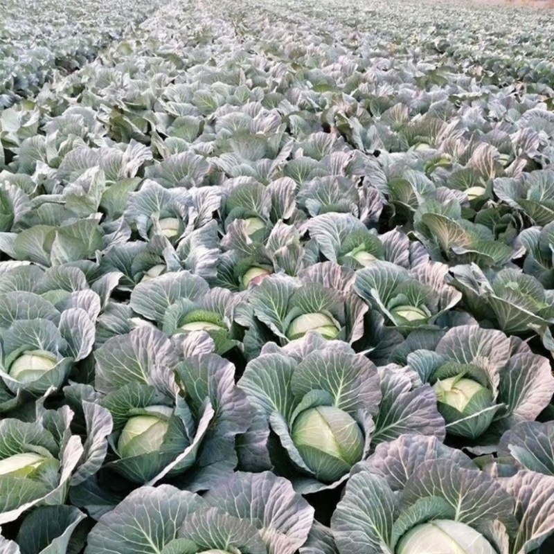 《推荐》甘蓝圆包菜陕西圆包菜三元甘蓝（包菜）