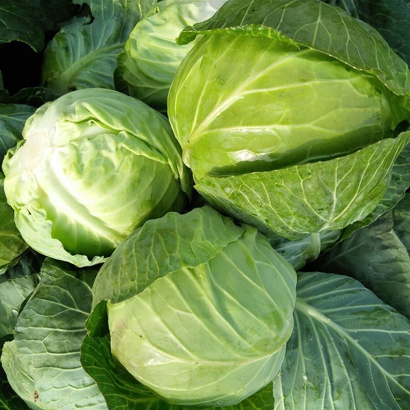 《推荐》甘蓝圆包菜陕西圆包菜三元甘蓝（包菜）