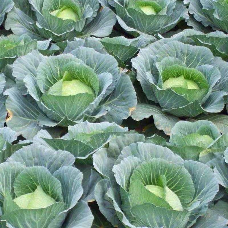 《推荐》甘蓝圆包菜陕西圆包菜三元甘蓝（包菜）
