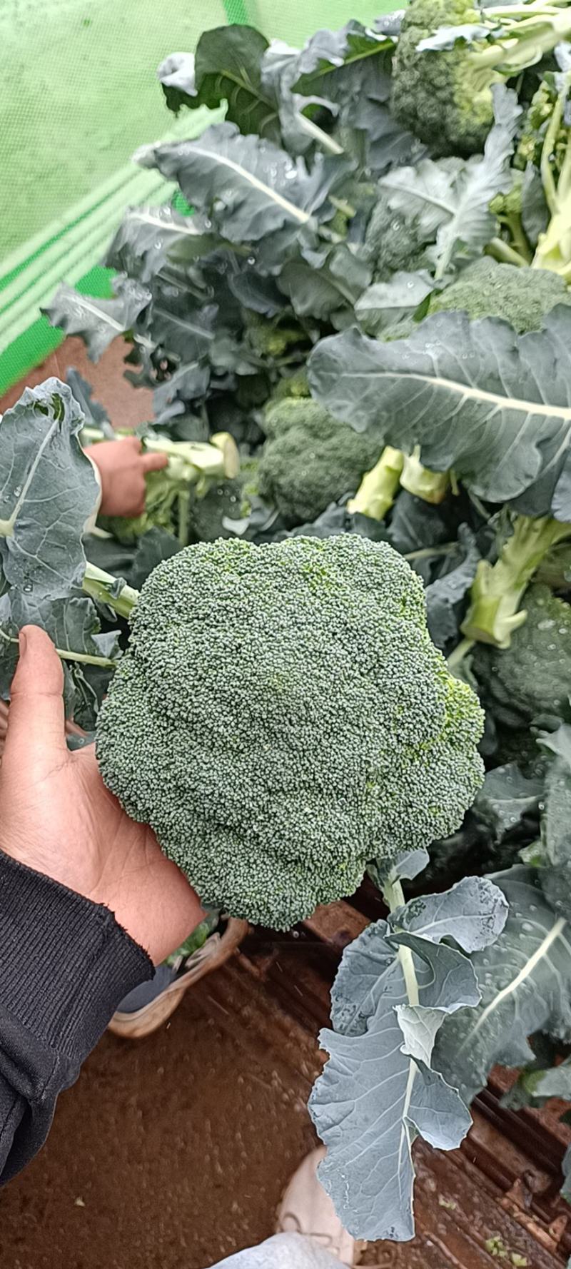 西兰花