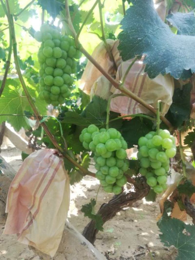 加工厂葡萄邯郸葡萄直供罐头厂酿酒加工果汁饮料耐运输易剥皮