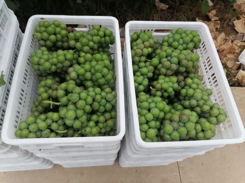 加工厂葡萄邯郸葡萄直供罐头厂酿酒加工果汁饮料耐运输易剥皮