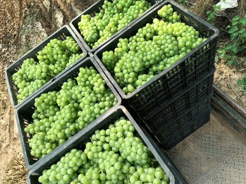 加工厂葡萄邯郸葡萄直供罐头厂酿酒加工果汁饮料耐运输易剥皮