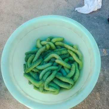 豆虫