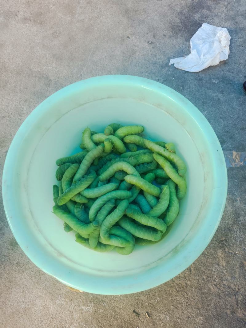 豆虫