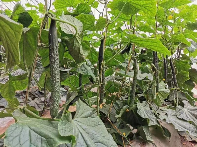 黑优818黄瓜种子抗病性强早熟性好油亮型密刺瘤产量高顺直